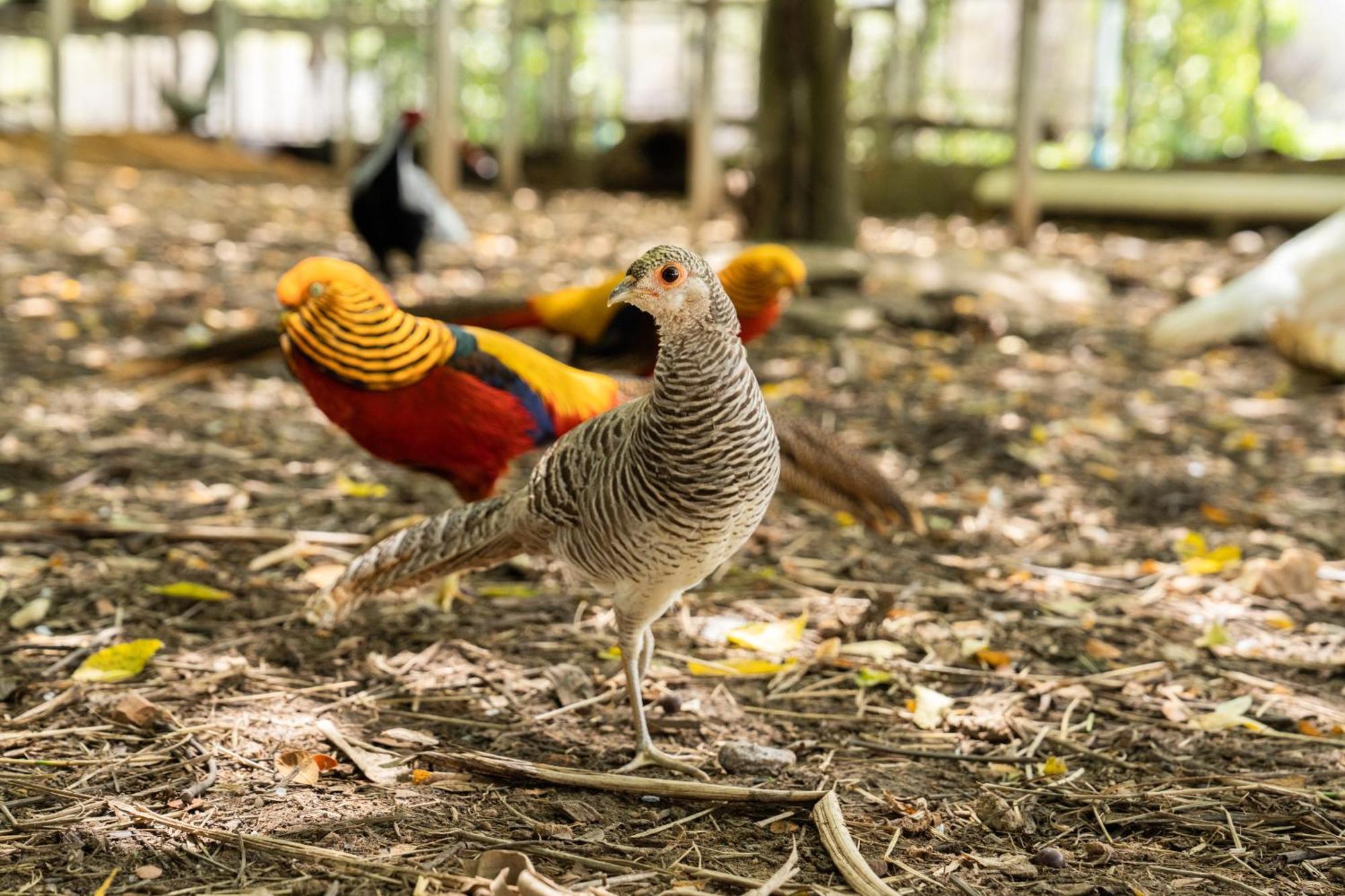 Phum Domnak Domrey Resort Chambok エクステリア 写真