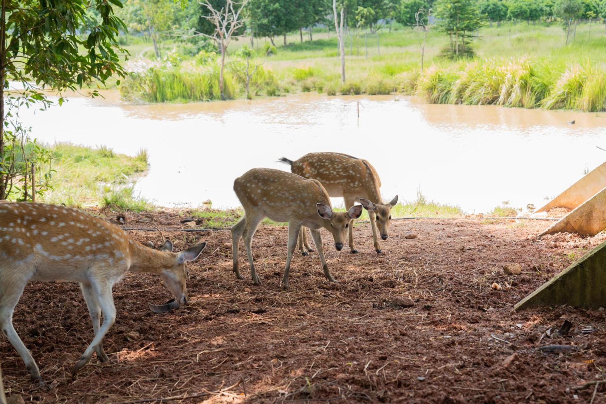 Phum Domnak Domrey Resort Chambok エクステリア 写真